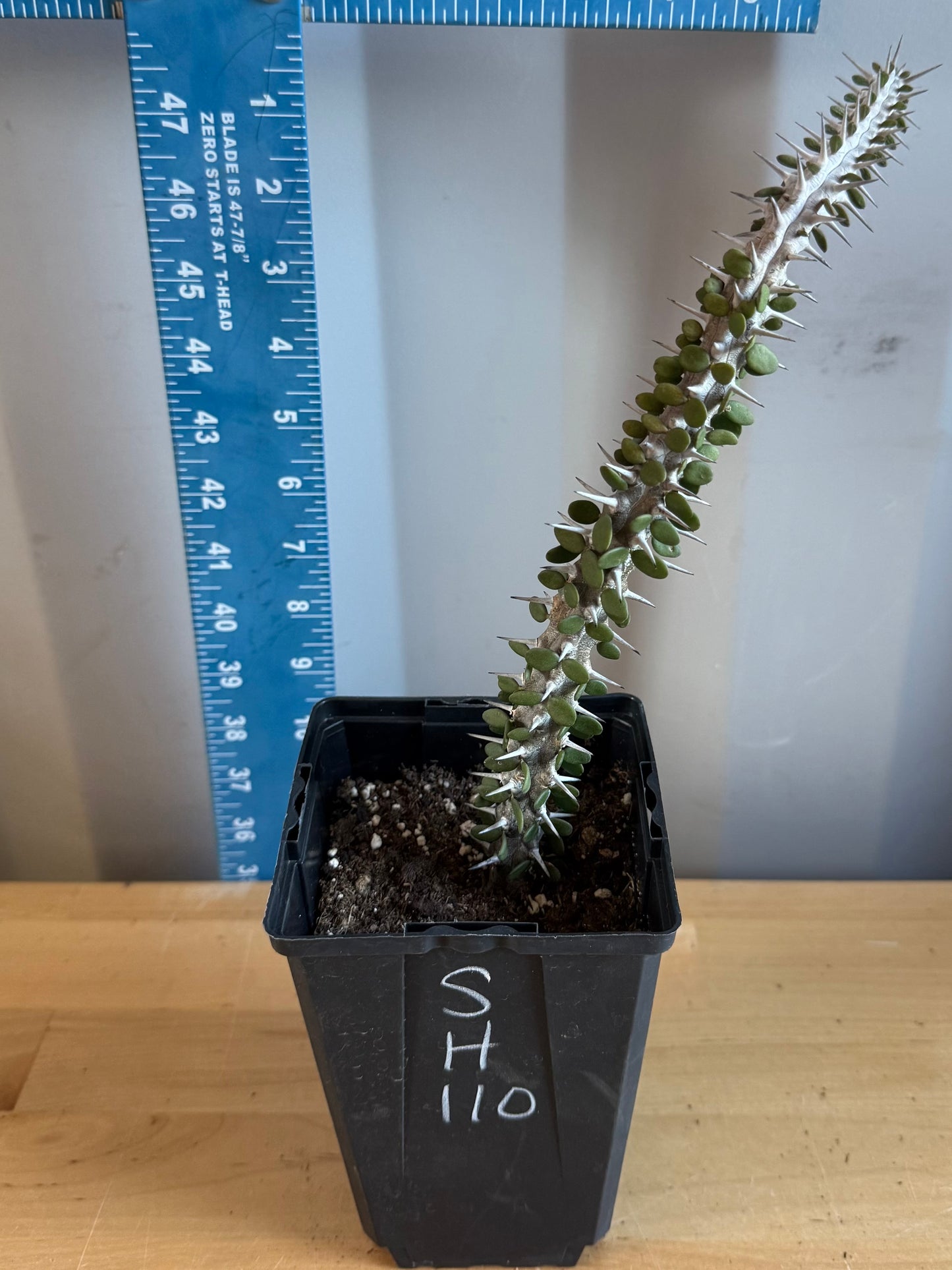 Madagascar Ocotillo SH110 | Alluaudia procera