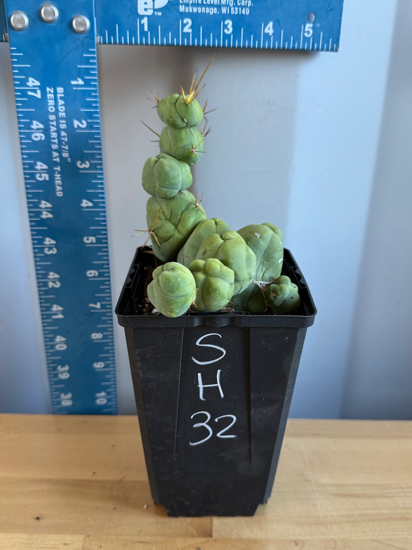 4-inch Monstrose Cactus SH32