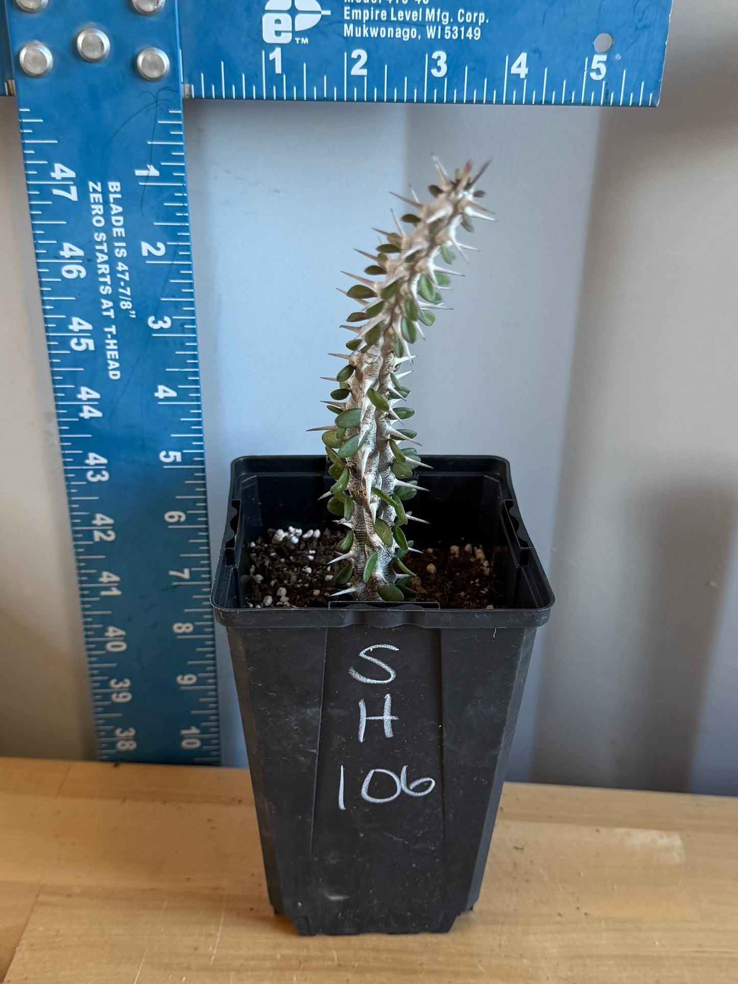 Madagascar Ocotillo SH106 | Alluaudia procera