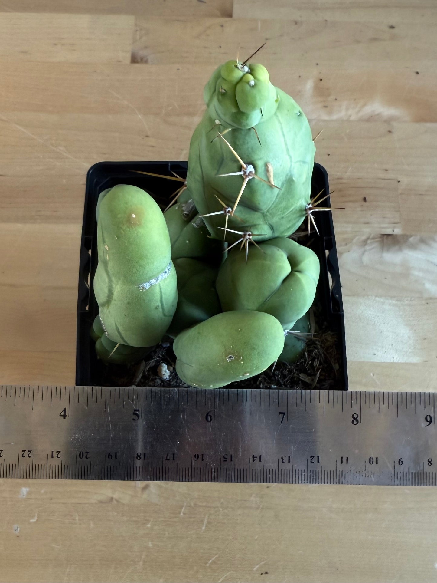 4-inch Monstrose Cactus SH37