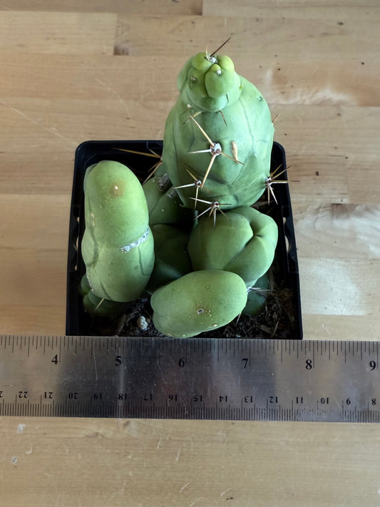 4-inch Monstrose Cactus SH37