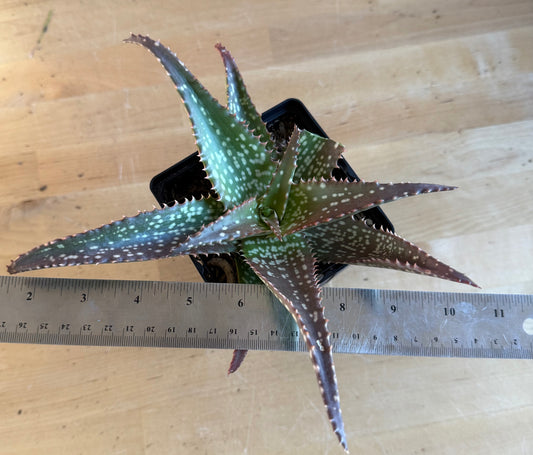 Aloe 'Cynthia Giddy' SH128