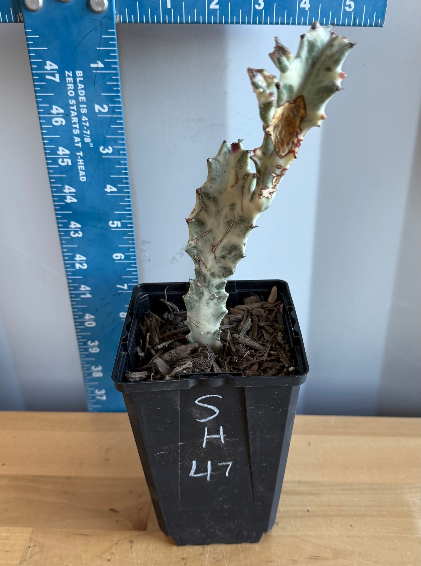 4-inch ‘Dragon Bones’ | Euphorbia lactea variegata ‘White Ghost’ SH47