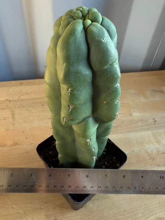 Landscape Monstrose Cactus SH122