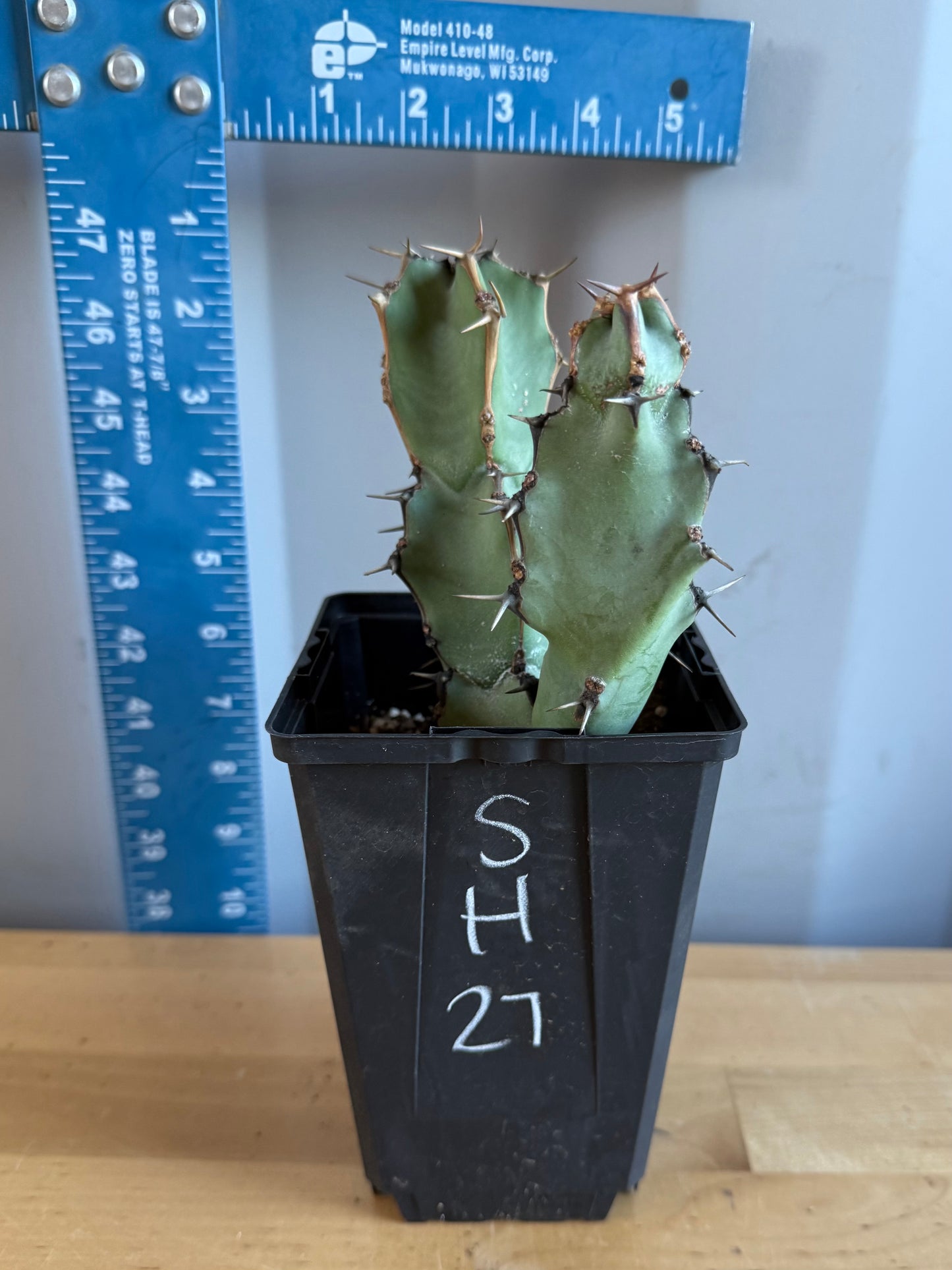 Euphorbia coerulescens SH27