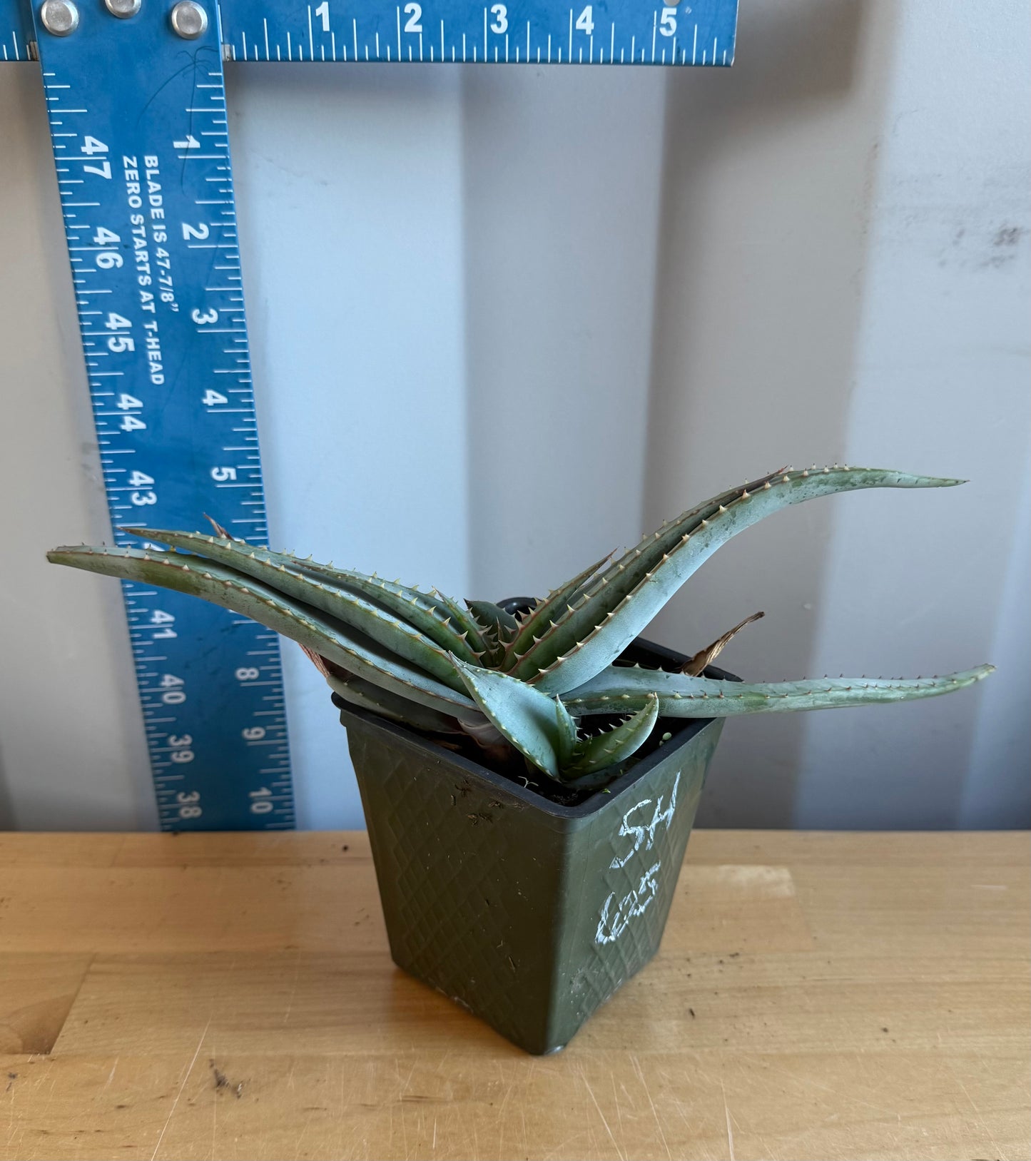4-inch Mustache Aloe SH65 | Aloe suprafoliata