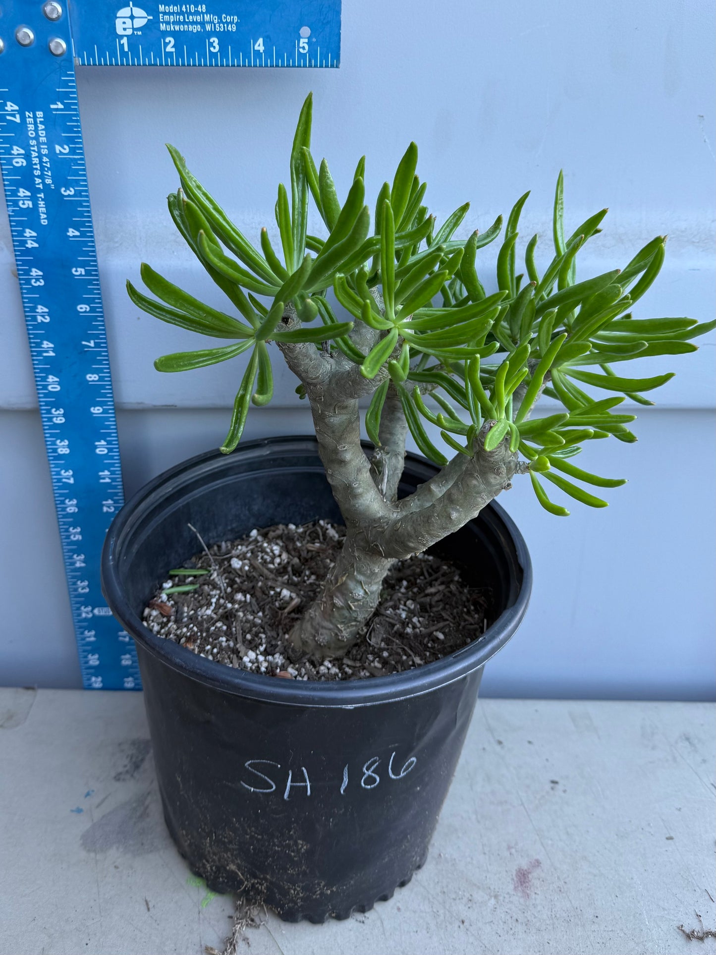 5gal Tylecodon dinteri SH186