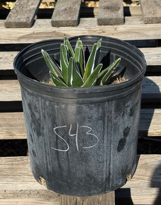 Agave victoriae-reginae S43 | Queen Victoria Agave