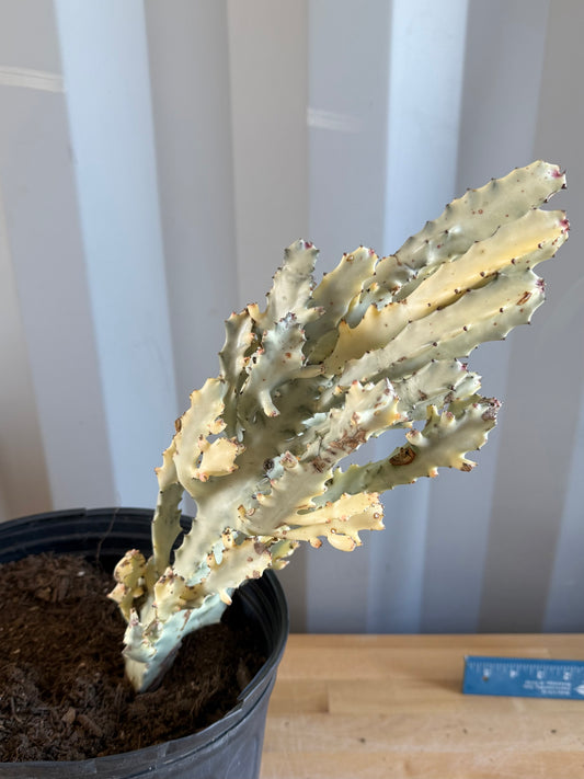 5gal ‘Dragon Bones’ | Euphorbia lactea variegata ‘White Ghost’ SH35