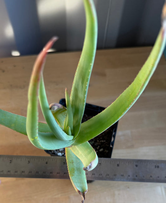 4-inch Aloe speciosa SH151 | Tilt-Head Aloe