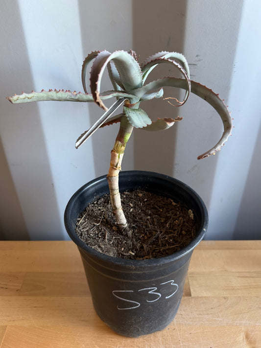 1gal Aloe acutissima S33