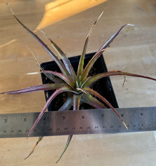 Dyckia Bromeliad SH155