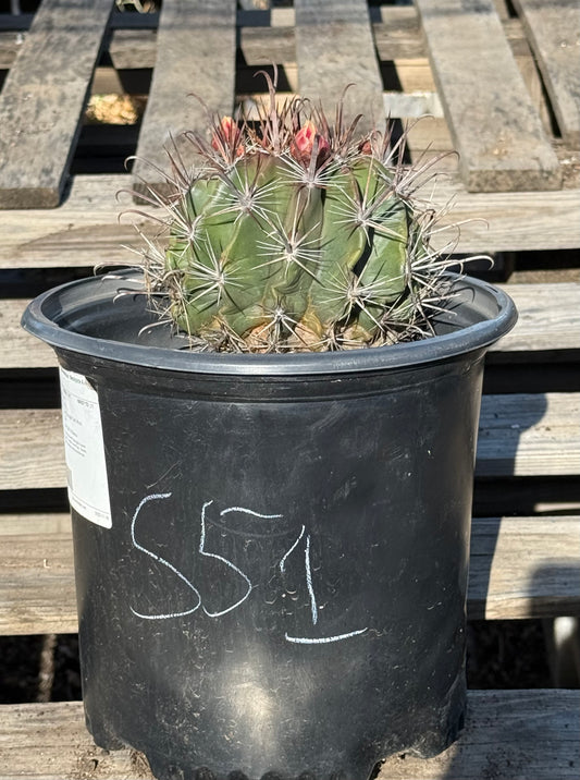 Ferocactus herrerae | Twisted Barrel Cactus S51