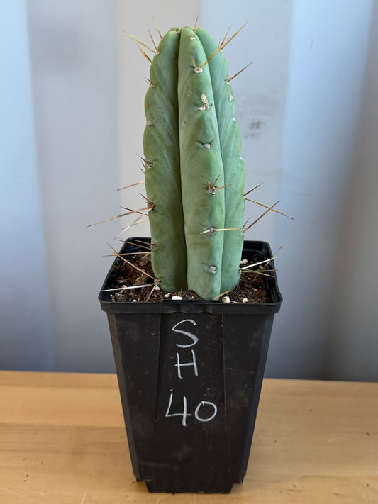 Landscape Monstrose Cactus SH40