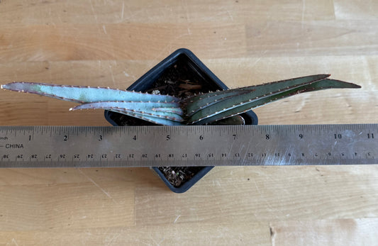 4-inch Mustache Aloe SH69 | Aloe suprafoliata
