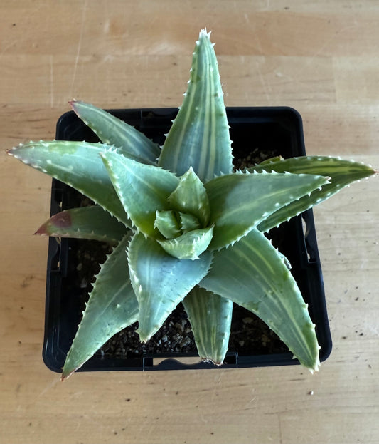 4-inch Variegated Aloe brevifolia SH63