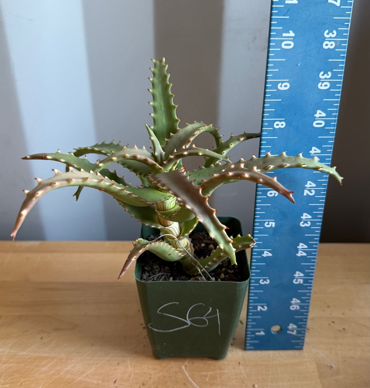 4-inch Crocodile Aloe S64