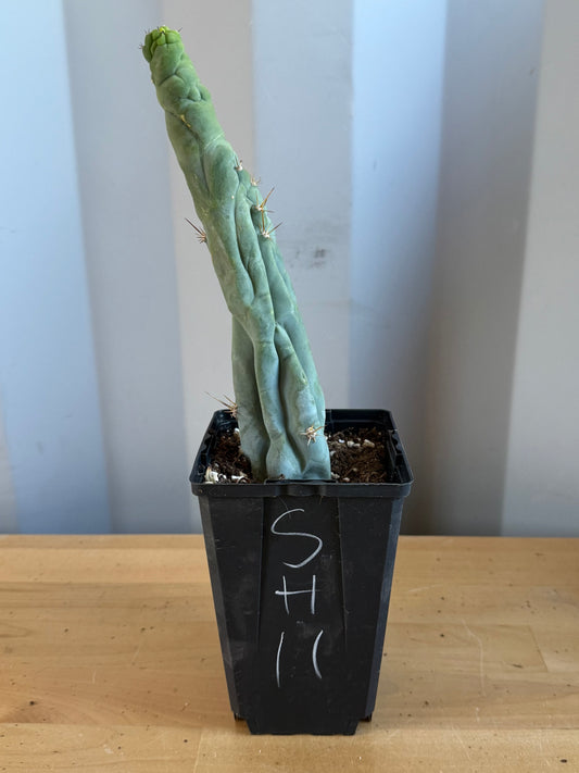 Bruce’s Dragon Cactus SH11