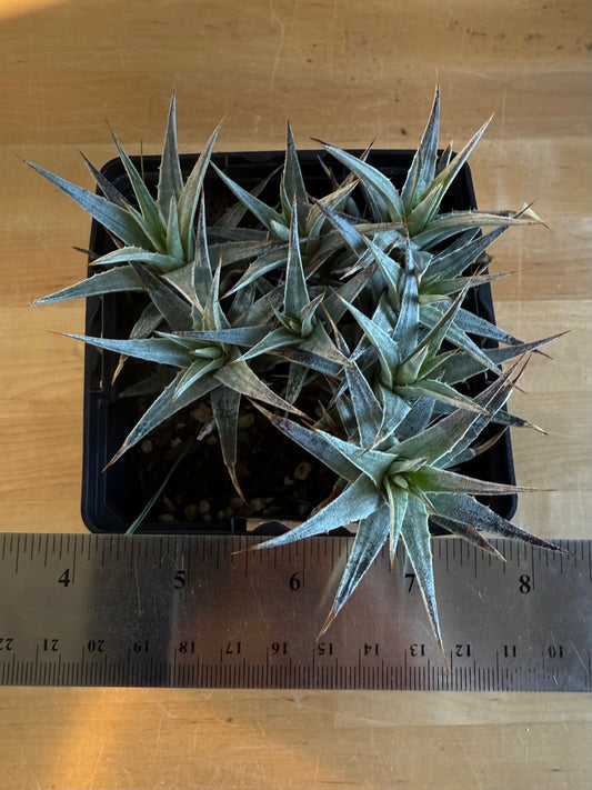 Abromeitiella brevifolia SH162 | Deuterocohnia brevifolia