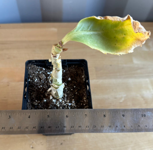 4-inch Cyphostemma cirrhosum SH89