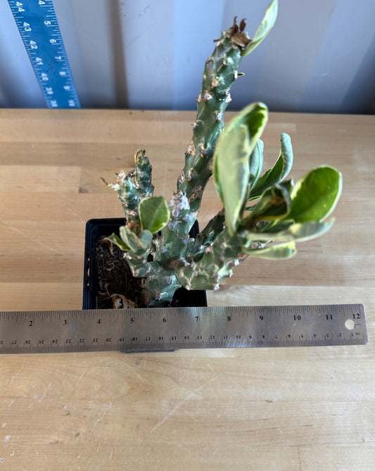 Euphorbia neriifolia variegata SH42 | Euphorbia Neriifolia Variegated