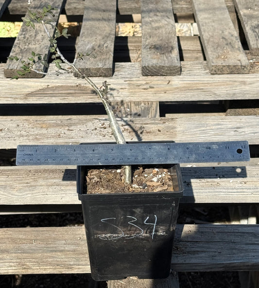 4in. Bursera fagaroides S34