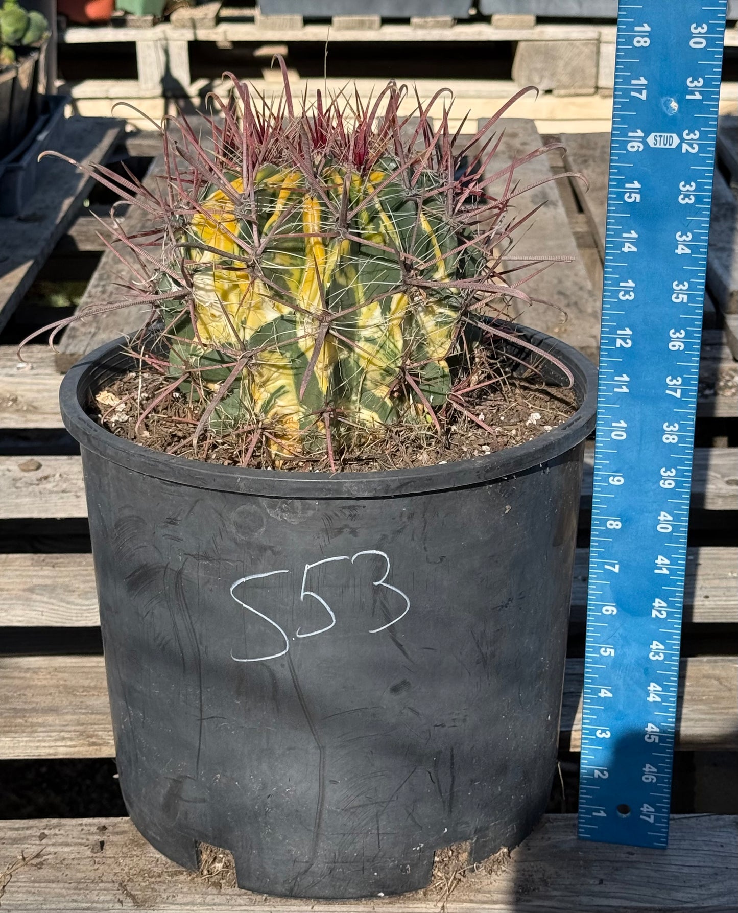 SUPER RARE Variegated Barrel Cactus S53