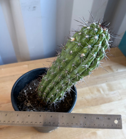 Trichocereus thelegonus SH142