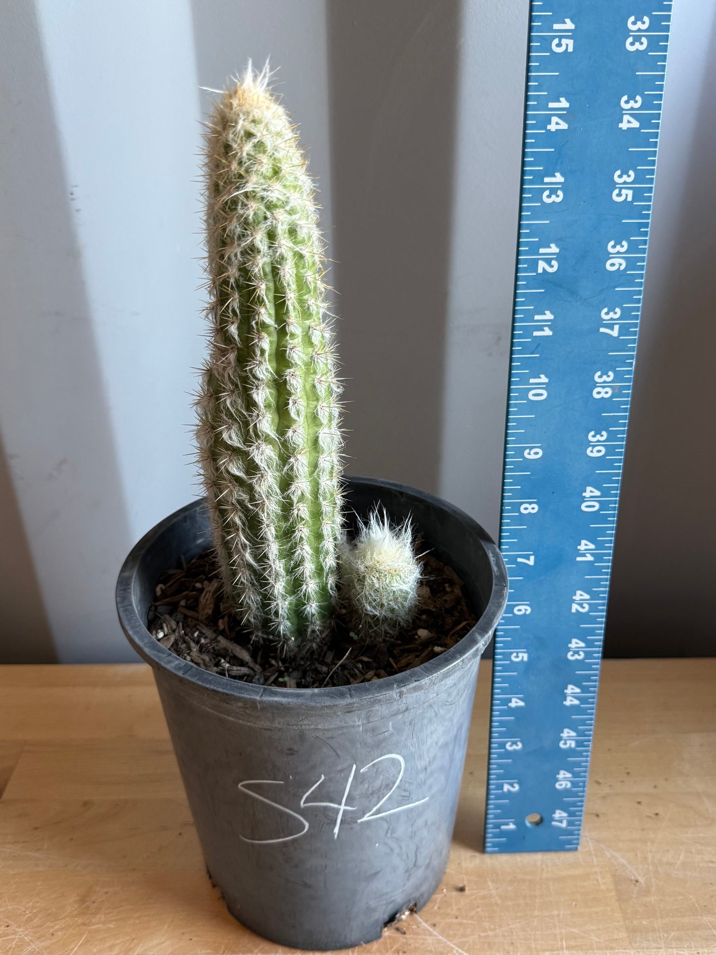 Old Man of the Andes | Oreocereus doelzianus S42