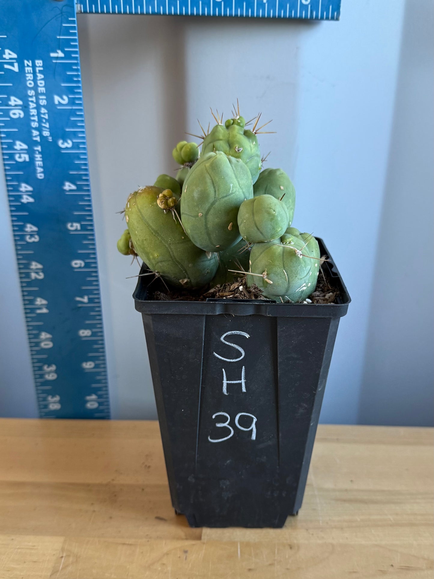 4-inch Monstrose Cactus SH39
