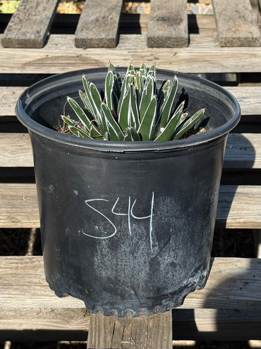Agave victoriae-reginae S44 | Queen Victoria Agave