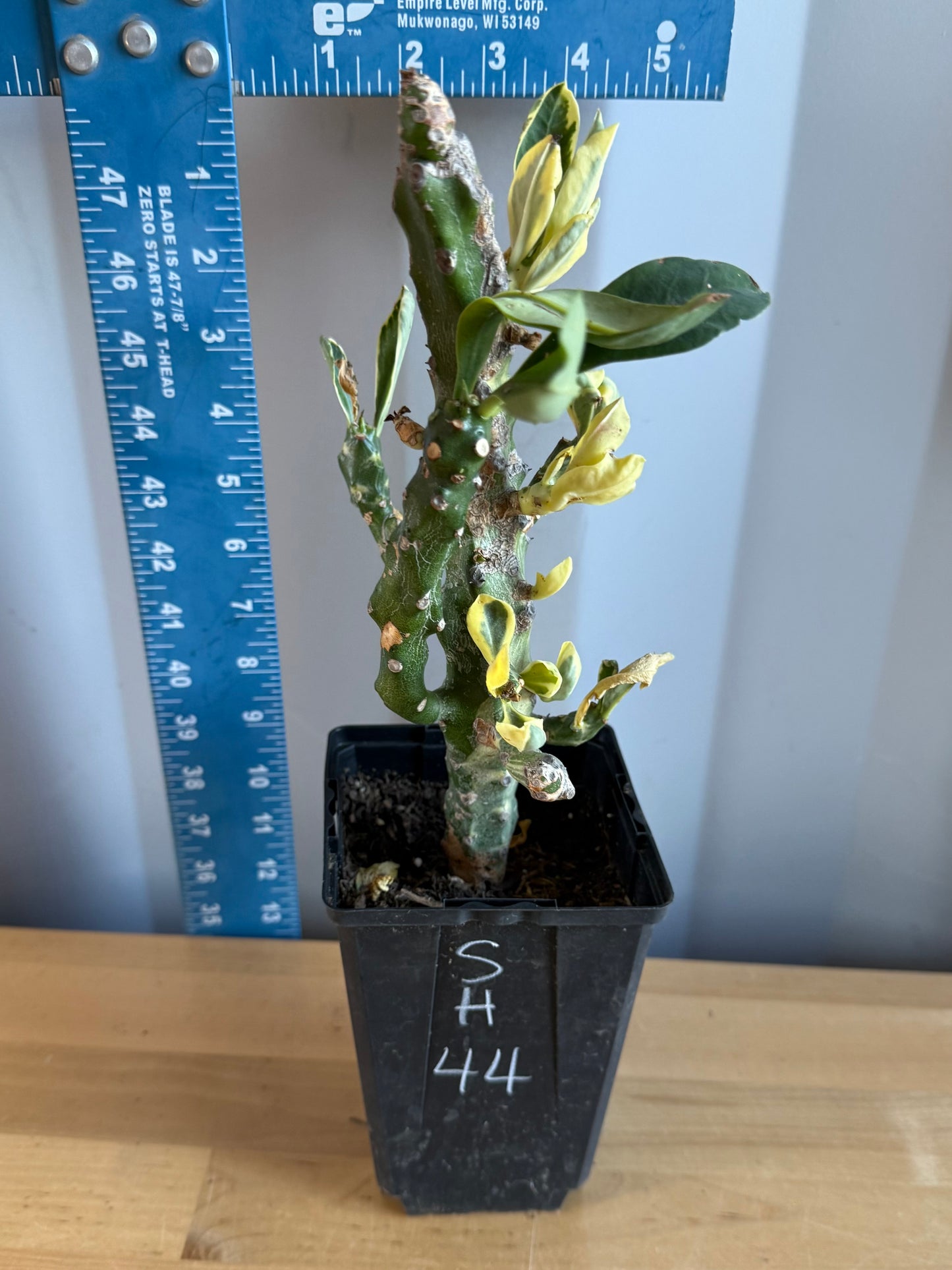 Euphorbia neriifolia variegata SH44 | Euphorbia Neriifolia Variegated