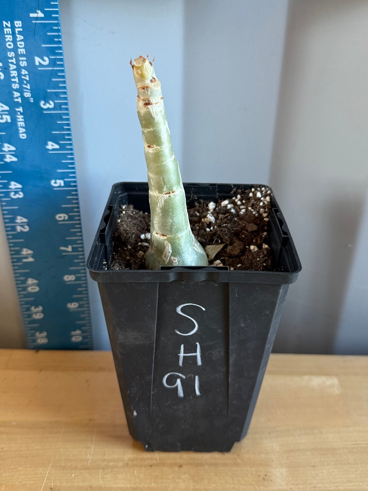 4-inch Cyphostemma cirrhosum SH91