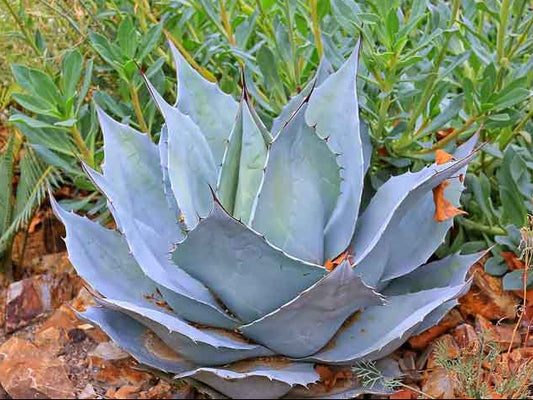 Agave ovatifolia 'Frosty Blue' 3g