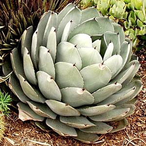 Agave parryi var. truncata 3g
