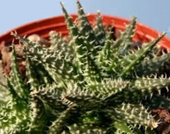 Aloe haworthioides x descoingsii 'Pepe' 4in