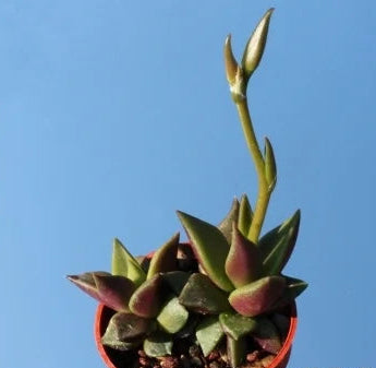 Anacampseros telephiastrum 4in