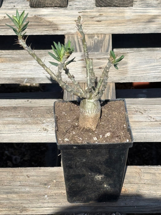 Pachypodium bispinosum S14