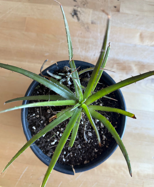 Dyckia Bromeliad S36