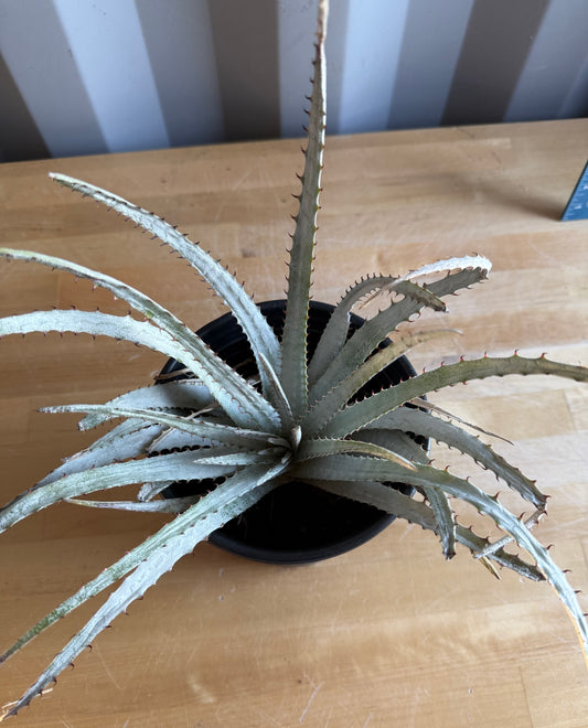 Silver Dyckia S14