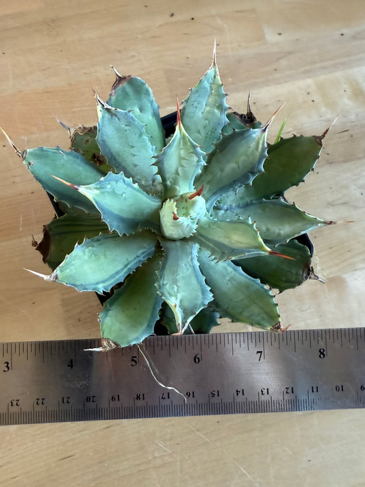 Agave isthmensis 'Becky' SH139 | Becky's Century Plant