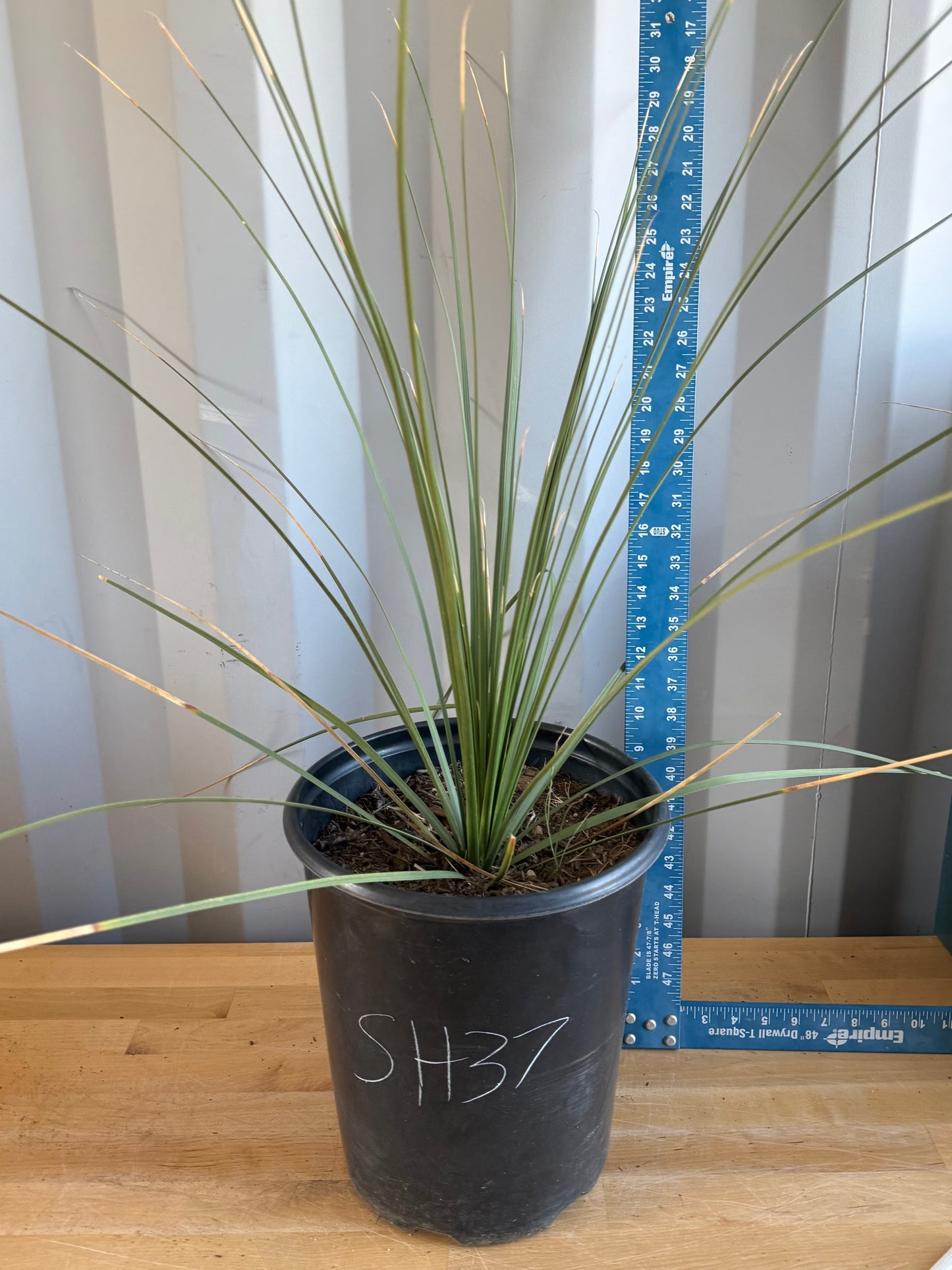 5gal Mexican Grass SH37 | Dasylirion longissimum