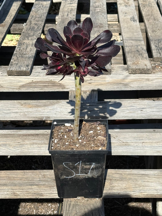 Aeonium arboreum 'Zwartkop' S17 | Black Rose Aeonium