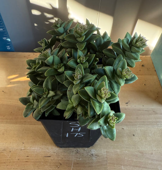 4-inch Crassula ‘Springtime’ SH175