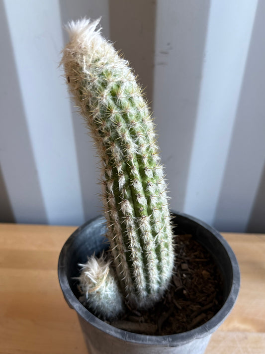 Old Man of the Andes | Oreocereus doelzianus S13