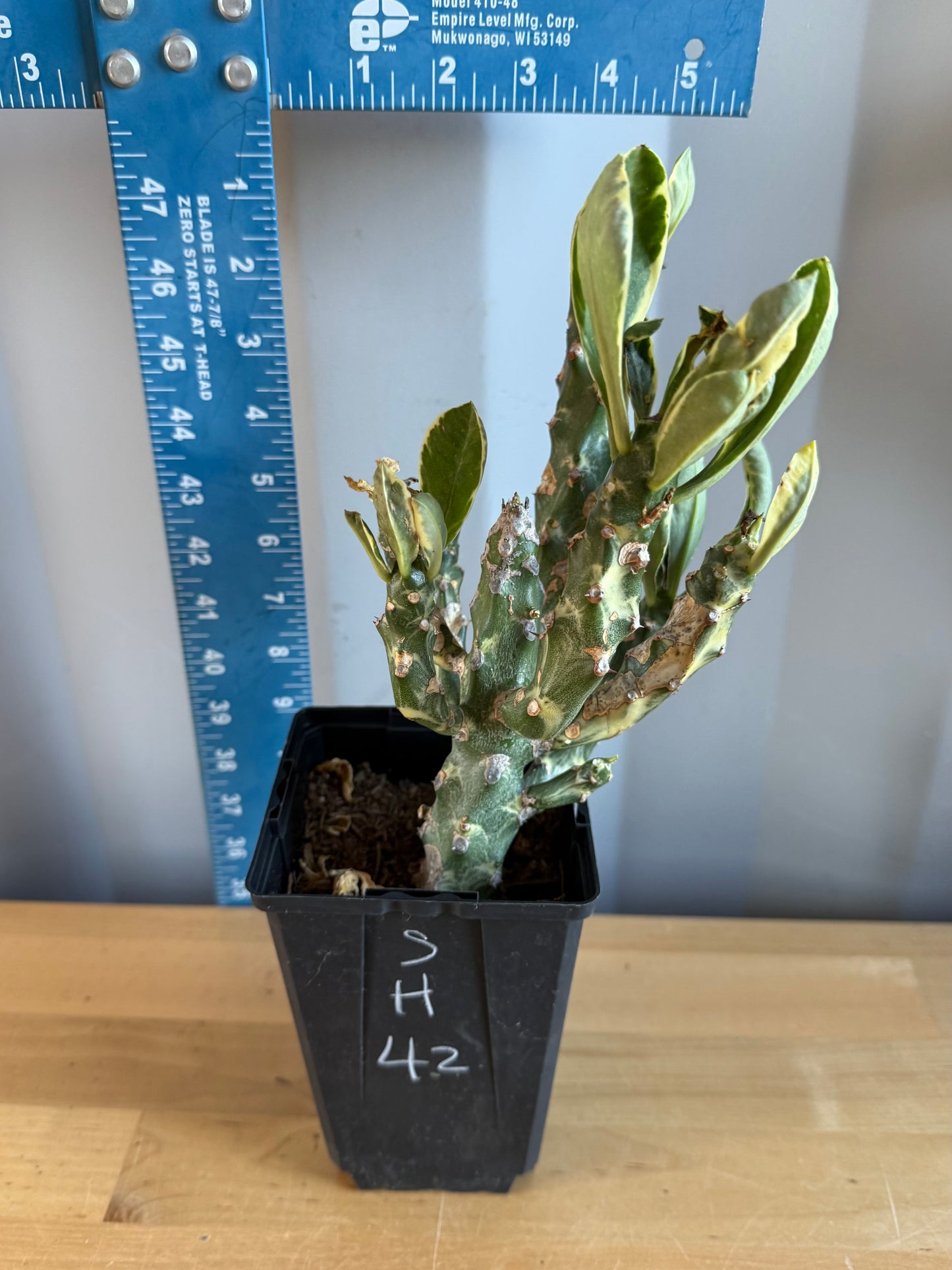 Euphorbia neriifolia variegata SH42 | Euphorbia Neriifolia Variegated