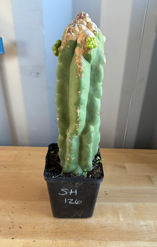 Landscape Monstrose Cactus SH126