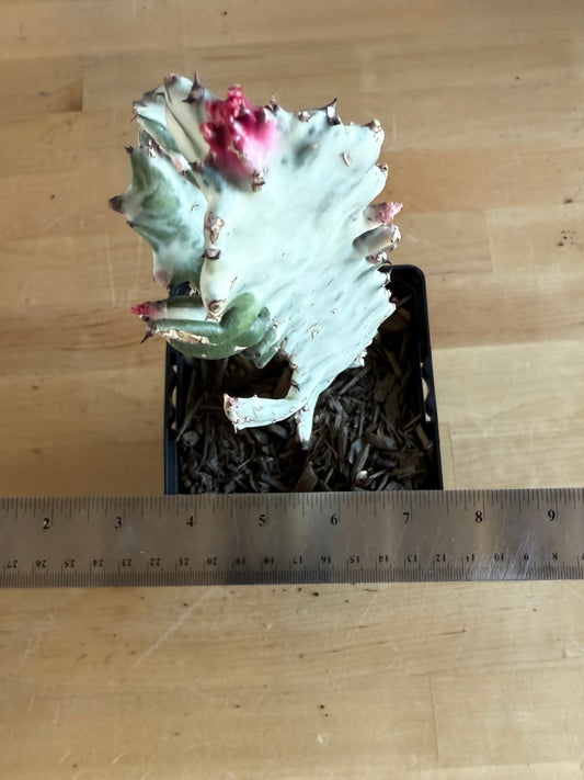 4-inch ‘Dragon Bones’ | Euphorbia lactea variegata ‘White Ghost’ SH51