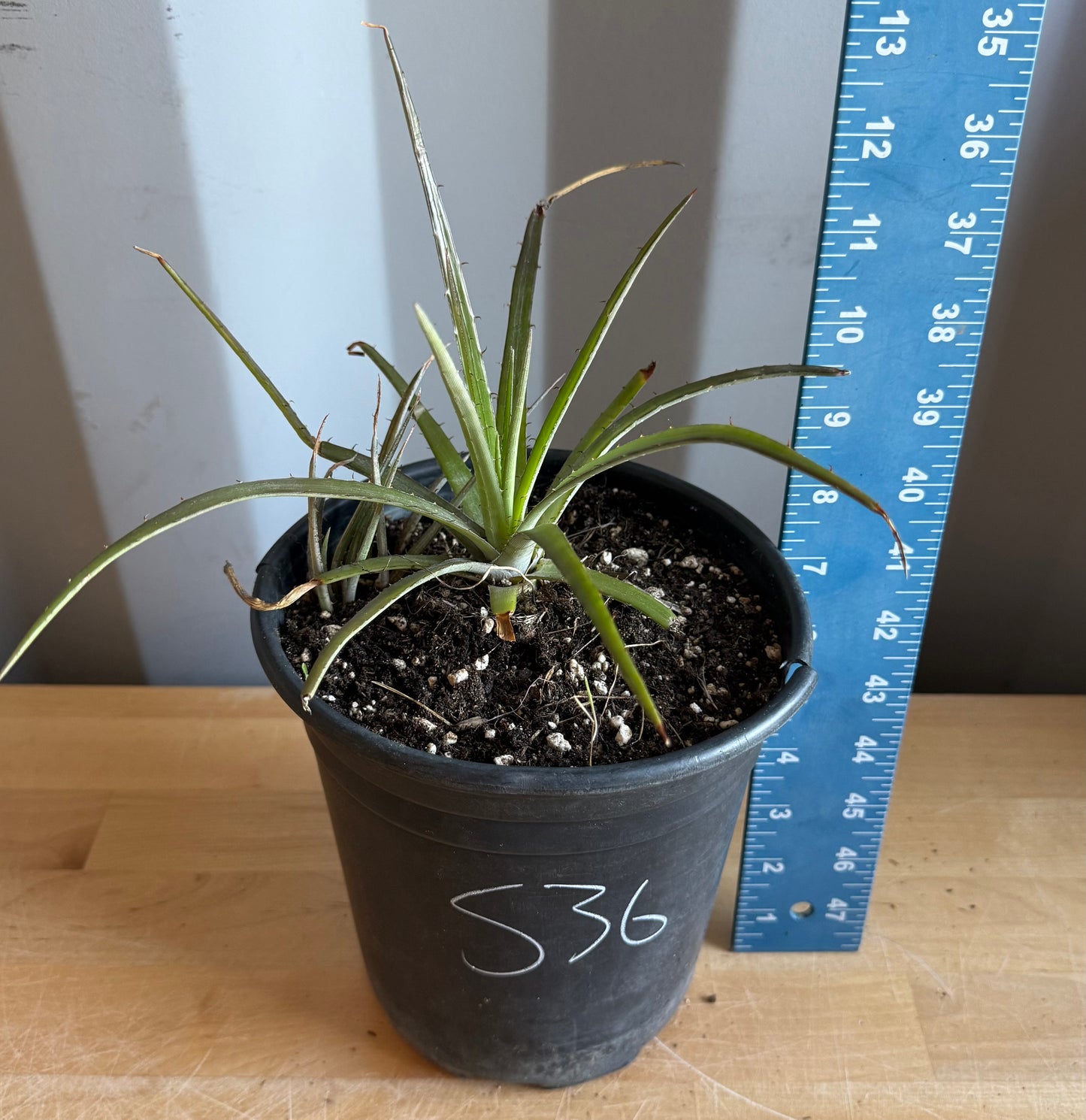 Dyckia Bromeliad S36