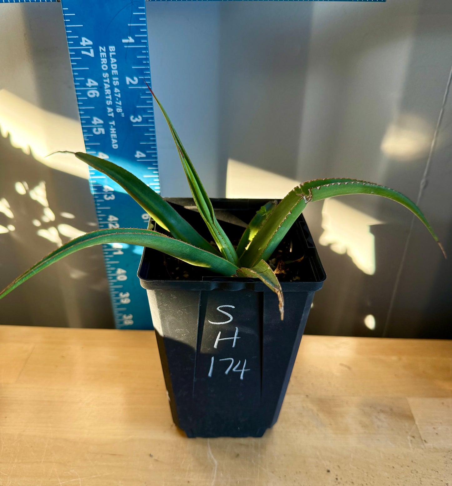 Agave bracteosa 'Mateo' SH174